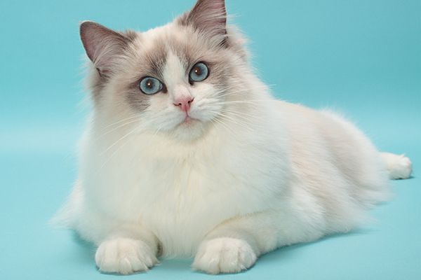 A ragdoll macska egy pompás macskafajta , ezek a szelíd óriások nem csupán gyönyörű szőrükkel, rendkívüli színeikkel és világító kék szemeikkel varázsolják el az embert... 