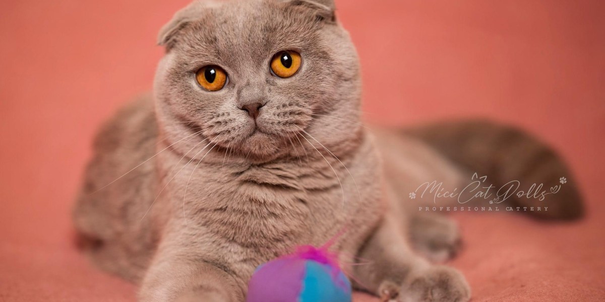 A fülein kívül kerek arcformája miatt is külsőre olyan mint egy plüssállat. A Skóciából származó macskafajta nyugodt és szeretetteljes természete miatt rendkívül gyerekbarátnak számít