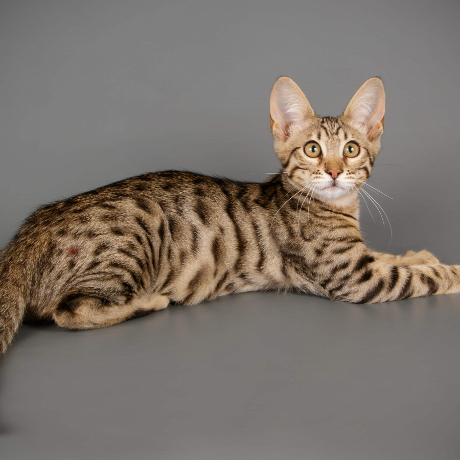 A szavanna macska (vagy savannah macska) relatív fiatal macskafajta, amely szőrzetének feltűnő(en szép) színe miatt időközben divatmacskává és nem ritkán presztízs-tárggyá is vált.