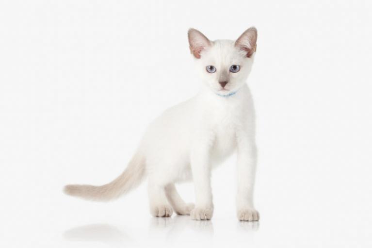 A thai macska már egy meglévő fajtából, a sziámiból jött létre. Amikor a sziámitenyészet egyre kecsesebb típus felé fejlődött, akkor az erősebb, természetesebb változatot külön fajtaként ismerték el. Így született meg a thai macska.