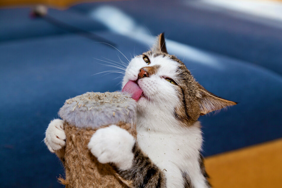 A macskamentától ismét érdekessé válik a régi macskakaparó