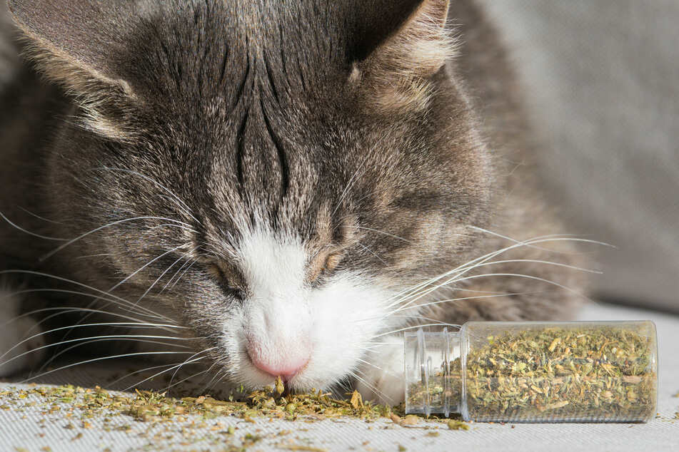 A macskagyökérben lévő anyagok sok macskát eufórikus állapotba hoznak, ami jelentős változásokhoz vezethet a viselkedésében. 