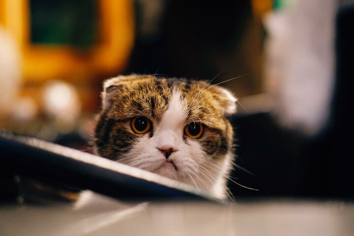 Ez a macska mindennek tűnik, csak nem boldognak.