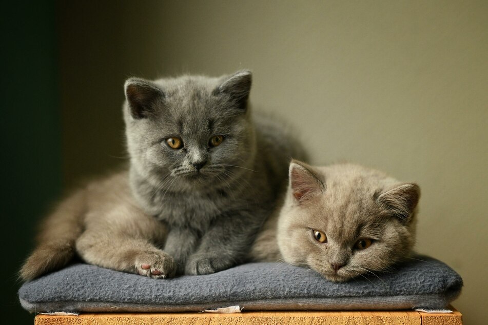 Könnyedén megtudhatjuk cicánk korát a konverziós táblázatból.